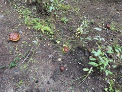 Suillus clintonianus