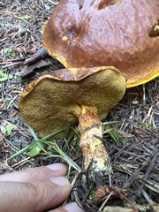 Suillus clintonianus