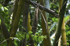 Psilopogon faiostrictus