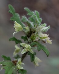 Xanthosia pilosa