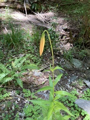 Lilium pardalinum pardalinum