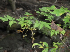 Xanthorhiza simplicissima