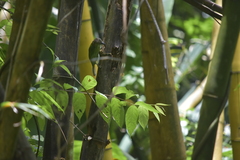 Psilopogon faiostrictus