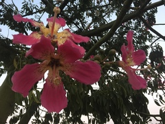 Ceiba speciosa