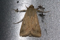Helicoverpa punctigera
