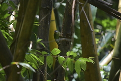 Psilopogon faiostrictus