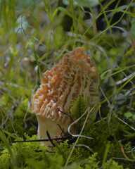 Morchella tridentina