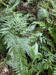 Asplenium