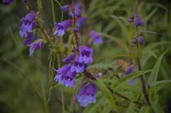 Penstemon gentianoides