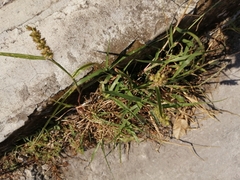 Cenchrus echinatus