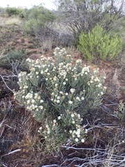 Olearia pimeleoides