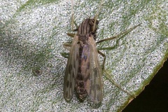 Polypedilum nubiferum