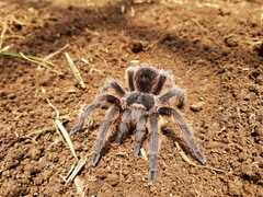 Dugesiella anitahoffmannae