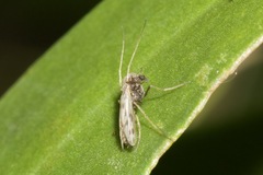 Polypedilum nubiferum