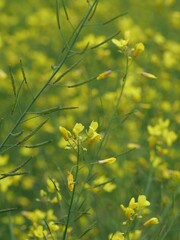 Brassica juncea