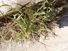 Cenchrus echinatus