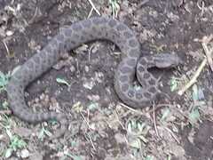 Crotalus triseriatus