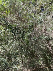 Leptospermum continentale