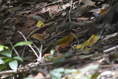 Varanus nebulosus
