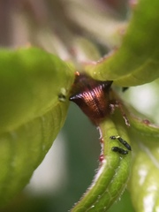 Oropterus coniger