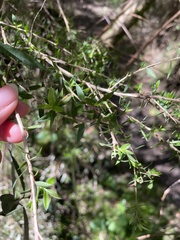 Leptospermum continentale