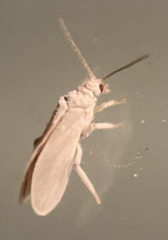 Coniopterygidae
