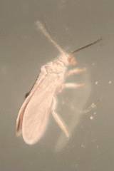 Coniopterygidae