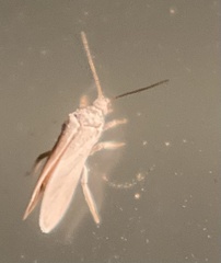 Coniopterygidae