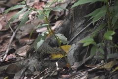 Varanus nebulosus