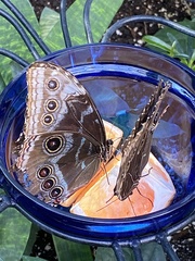 Morpho helenor peleides