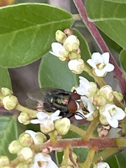 Cochliomyia
