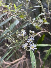 Olearia lirata