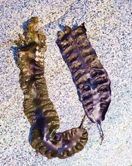 Saccharina latissima