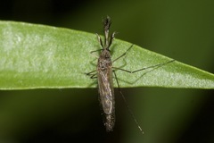 Aedini