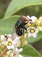 Cochliomyia