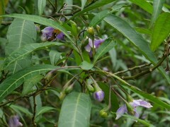 Solanum aviculare