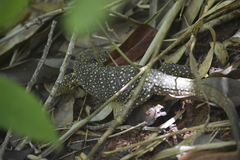 Varanus nebulosus