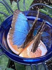 Morpho helenor peleides
