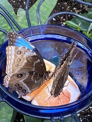 Morpho helenor peleides