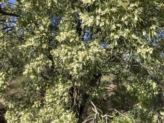 Eremophila mitchellii