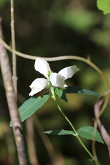 Chelone glabra