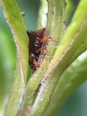 Oropterus coniger