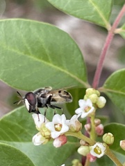 Copestylum marginatum