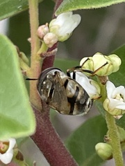 Copestylum marginatum
