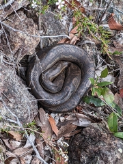 Morelia spilota