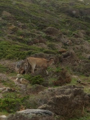 Tragelaphus oryx oryx