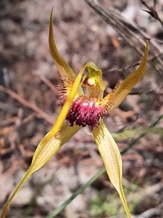 Caladenia pectinata