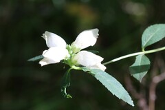 Chelone glabra