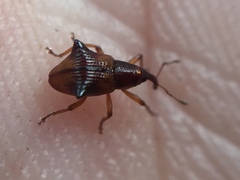 Oropterus coniger
