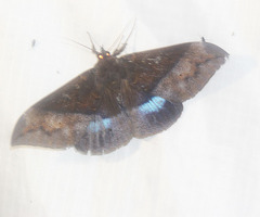 Ischyja manlia